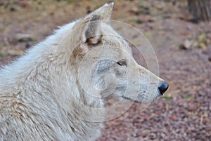 Artic Wolf