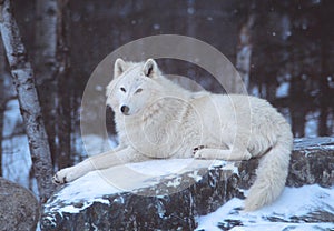 An Artic Wolf resting in the snow