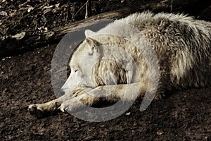 Artic wolf