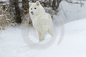 Artic Wolf In The Snow