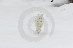 Artic Wolf In The Snow