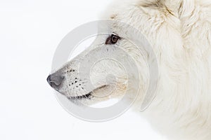 Artic Wolf In The Snow