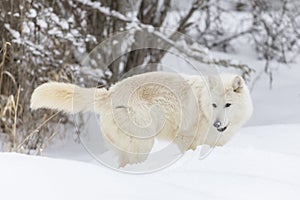 Artic Wolf In The Snow