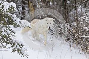 Artic Wolf In The Snow