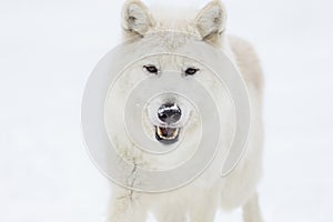 Artic Wolf In The Snow