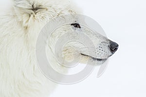 Artic Wolf In The Snow