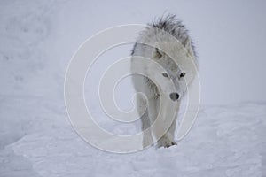 Artic wolf in the snow-Stock Photos