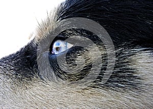 Artic wolfhound dog eye