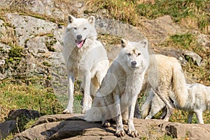 Artic Wolfs in Parc Omega Canada