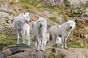 Artic Wolfs in Parc Omega Canada