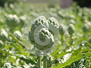 Globe artichokes photo