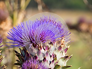 artichocke flowers