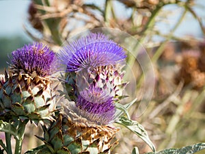 artichocke flowers