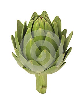 Artichoke photo