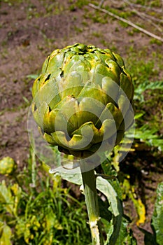 Artichoke
