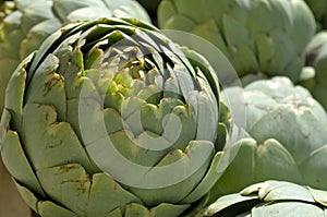 Artichoke