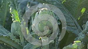 Artichoke in a agricultural plantation ready for harvesting - Cynara scolymus