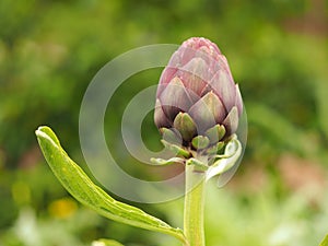 Artichoke bud and green leaf