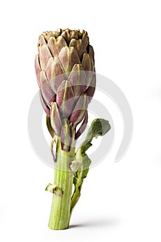 Artichoke - Green Artichoke `Carciofo` On White Background photo