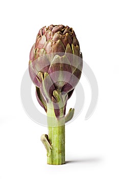 Artichoke - Green Artichoke `Carciofo` On White Background photo