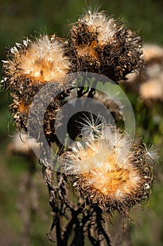 Artichoke, Cynara cardunculus