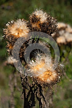 Artichoke, Cynara cardunculus