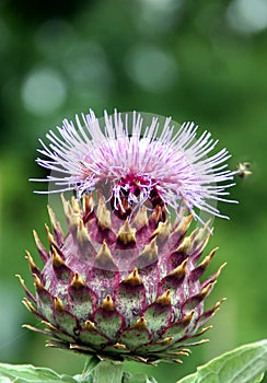 Artichoke - cynara cardunculus