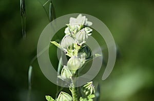 Artichoke Cynara cardunculus  4