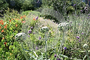 Artichoke Cynara cardunculus  5