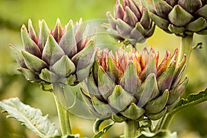 Artichoke (Cynara cardunculus)