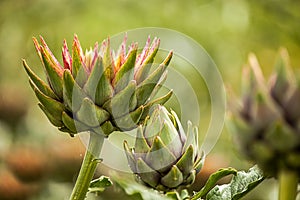 Artichoke (Cynara cardunculus)
