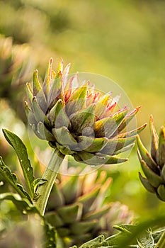 Artichoke (Cynara cardunculus)