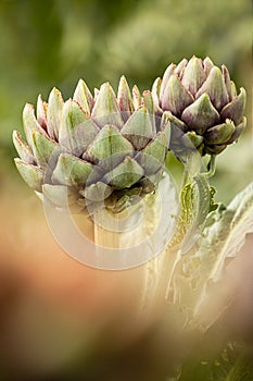 Artichoke (Cynara cardunculus)