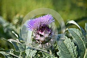 Artichoke (Cynara cardunculus)