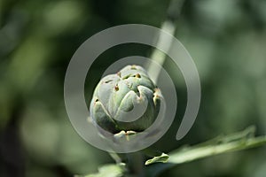 Artichoke Cynara cardunculus  8