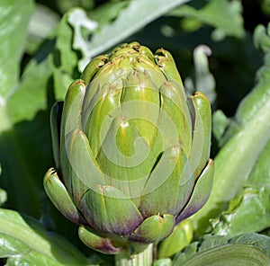 Artichoke Cynara cardunculus var. scolymus