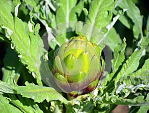 Artichoke Cynara cardunculus var. scolymus