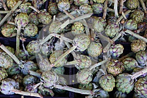 Artichoke (Cynara cardunculus var. scolymus)