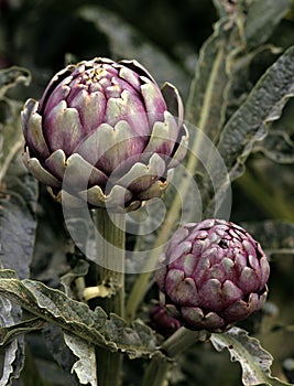 Artichoke, cynara scolymus