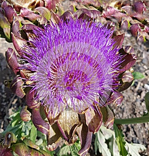 Artichoke, Cynara scolymus