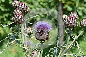 Artichoke, Cynara scolymus