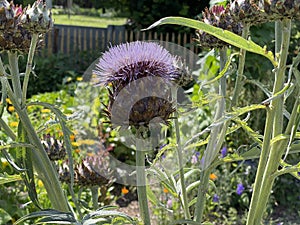 Artichoke, Cynara scolymus