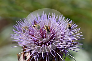 Artichoke, Cynara, scolymus