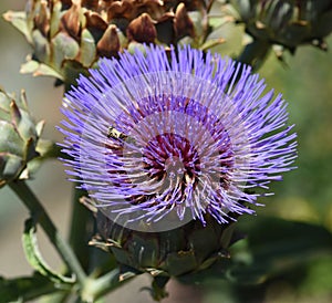 Artichoke, Cynara scolymus