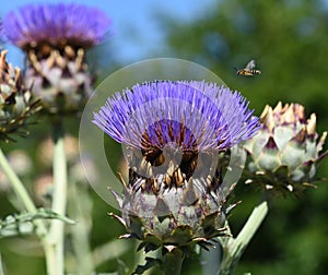 Artichoke, Cynara scolymus