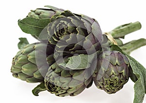 Artichoke, cynara scolymus against White Background