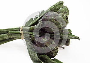 Artichoke, cynara scolymus against White Background