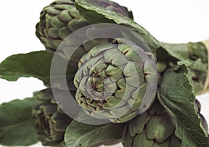 Artichoke, cynara scolymus against White Background