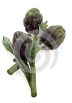 Artichoke, cynara scolymus against White Background