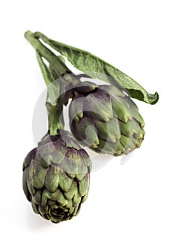 Artichoke, cynara scolymus against White Background